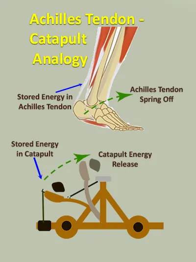 Diagram and schematics showing the stored energy Achilles tendon spring off launches the entire foot (body) structure like a catapult launching a projectile. The energy release is another one of the mechanical advantages of the foot-ankle configuration.