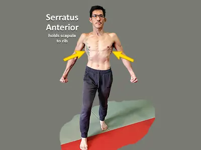 Serratus anterior shown on a martial artist's body